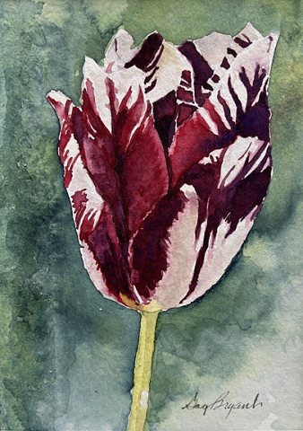 AM Dutch Tulip