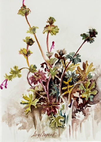 Henbit